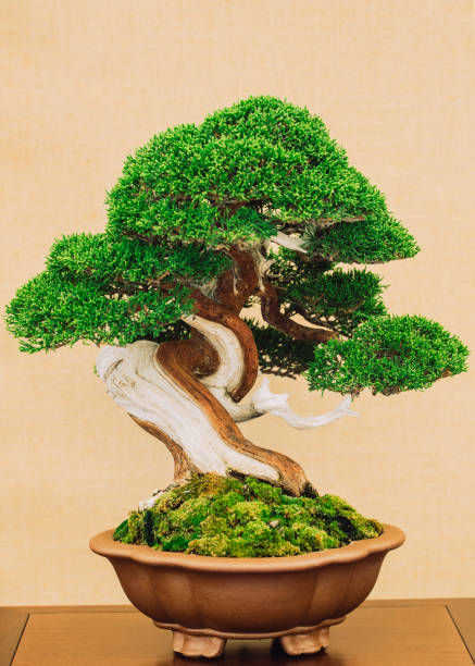 istock elegant antique bonsai on yellow background 1038728068