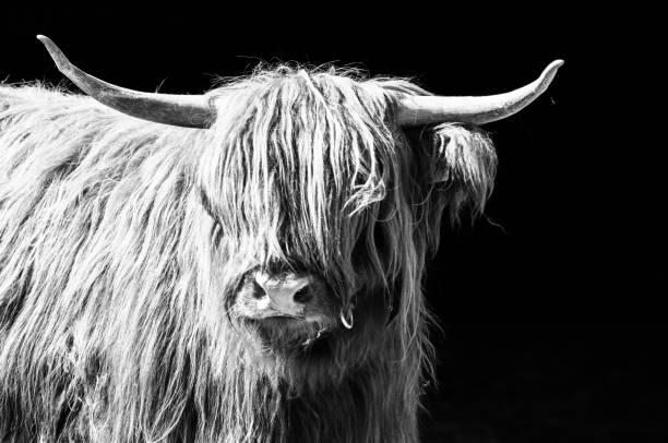 istock European Bison - highland cattle in monochrome 1038729692