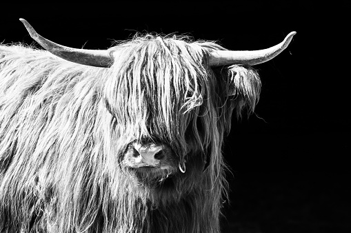 European Bison - highland cattle in monochrome
