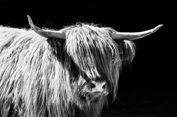 istock European Bison - highland cattle in monochrome 1038730164