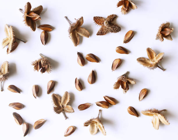 istock Autumn styled botanical arrangement. Composition of beech nuts on white table background. Fall decorative concept, flat lay. 1038730500