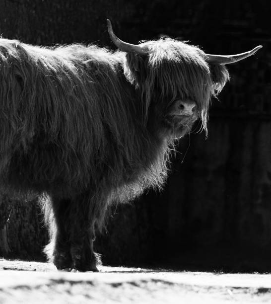 istock European Bison - highland cattle in monochrome 1038730728
