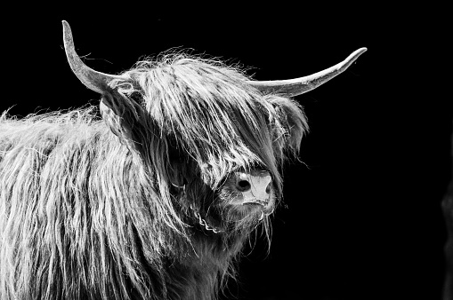 European Bison - highland cattle in monochrome