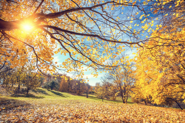 istock Sunny autumn in countryside 1038735964