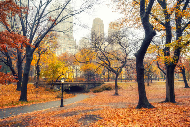 new york central park au matin pluvieux - overcast day new york city manhattan photos et images de collection