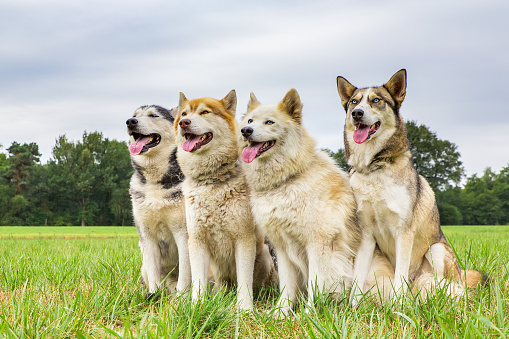 Four husky dogs sit together in a row on grass. These beautiful dogs are sitting together as a pack side by side. All the animals are looking in the same direction, in the photo image to the left. These pets resemble or look like wild wolves in nature.
