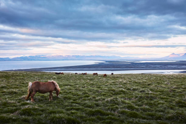 Horses on a meadow. Sea in background