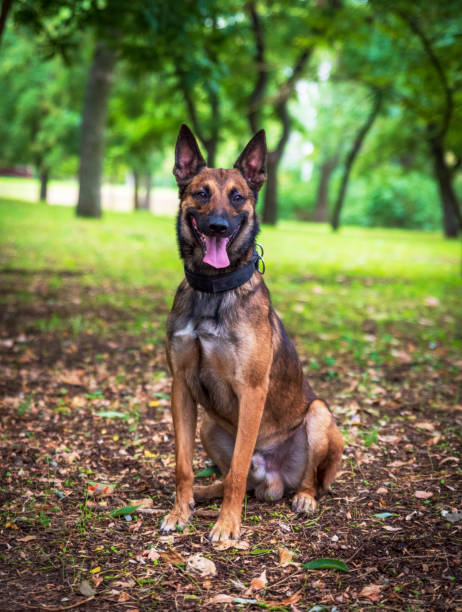 istock Belgian Shepherd Malinois with open mouth sitting on the green grass 1038744660