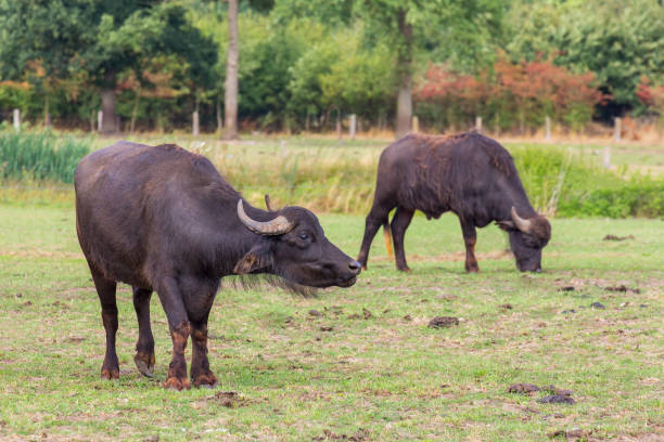 istock Two water buffalo grazing in dutch meadow 1038745254