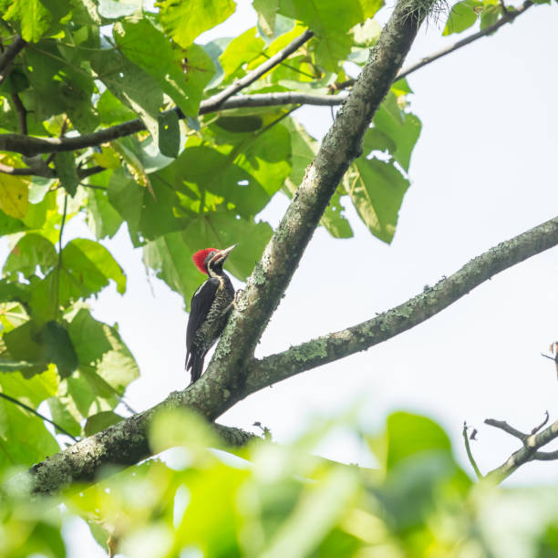 istock Woodpecker Bird Sanding on a Tree Looking for Insects 1038745886