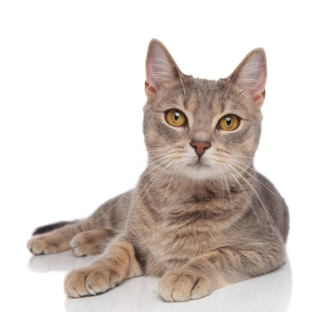 istock lovely grey metis cat with yellow eyes resting 1038758150