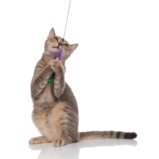 istock playful gray cat standing and holding teaser toy 1038758352