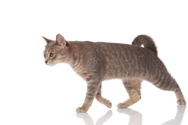 istock side view of grey metis cat walking to side 1038758524