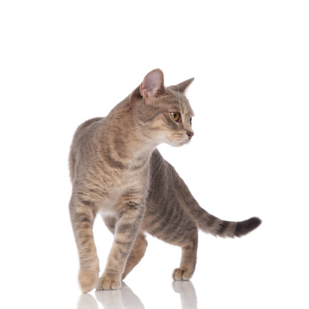 istock lovely grey cat walking and looking down to side 1038758548
