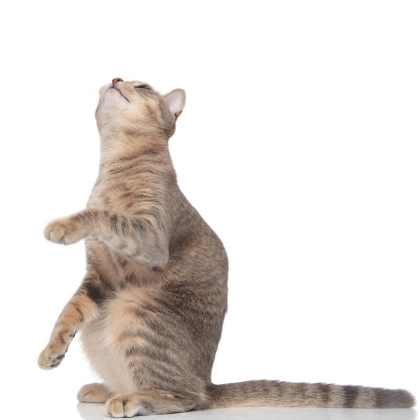 istock curious cat standing on two legs and looking up 1038758668