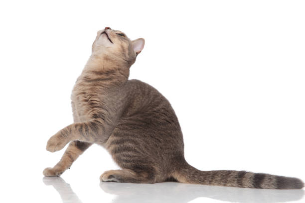 istock grey funny playful cat looking up to side 1038758972