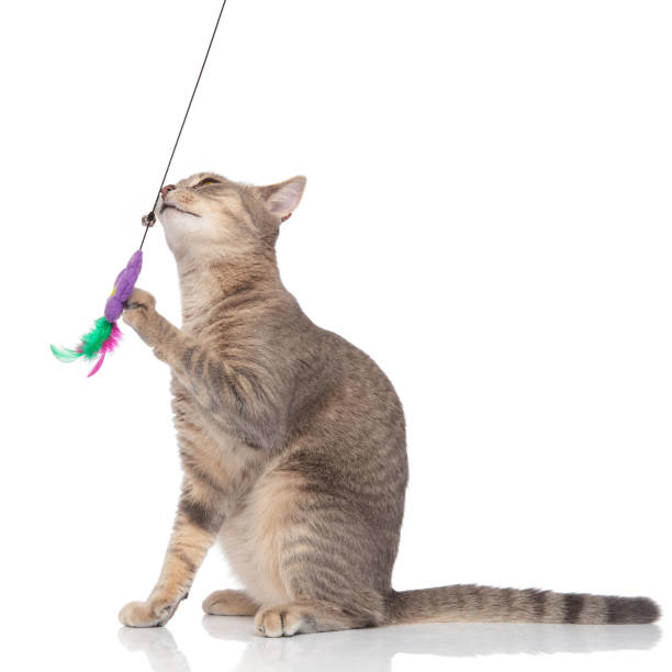 istock grey metis cat sitting and playing with a teaser toy 1038759098