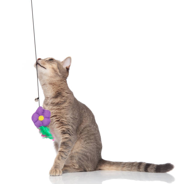 istock adorable metis cat playing wih a toy and looking up 1038759104