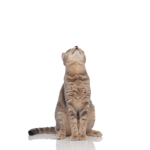 istock curious seated grey cat looks up 1038759132