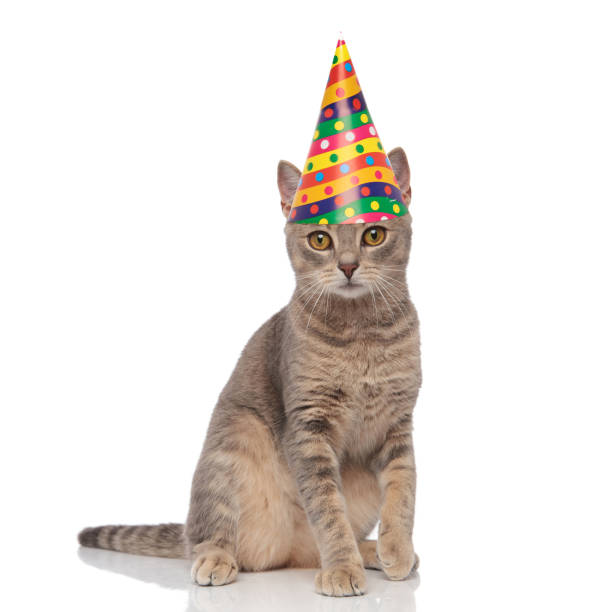 istock adorable birthday grey cat with colorful cap sitting 1038759170