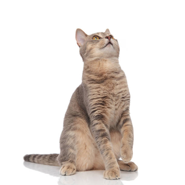 istock adorable metis cat sitting and looking up to side 1038759258