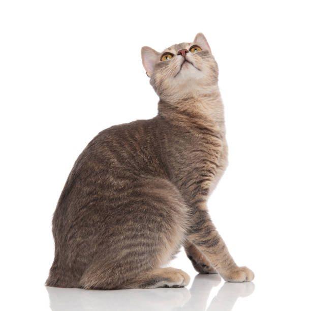 istock side view of curious metis cat looking up 1038759314