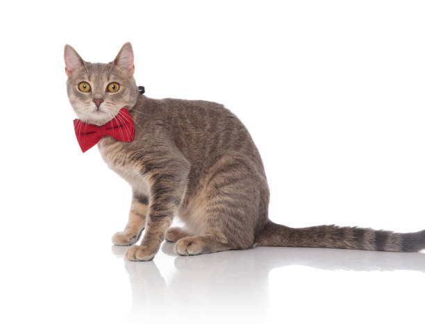 istock side view of seated classy grey cat wearing red bowtie 1038759414