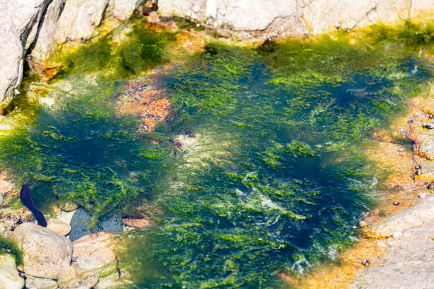 Black and green algae under the water. Seaweed to eat. France