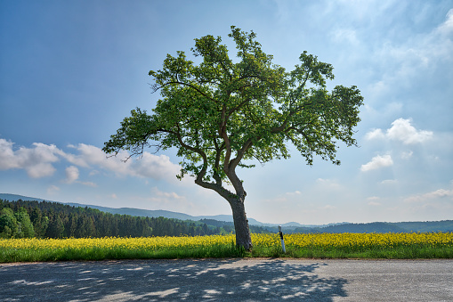 single tree beside the road with rape field