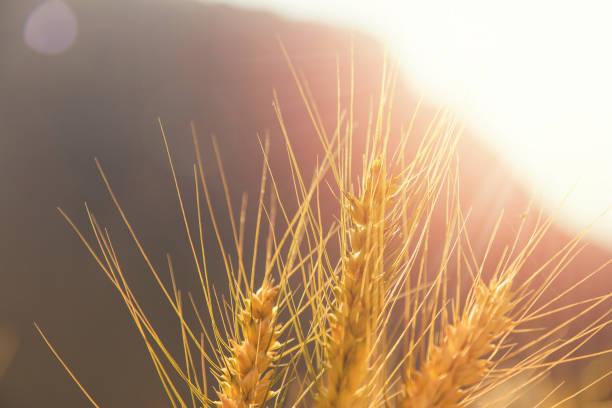 фон созревания ушей лугового пшеничного поля - genetic research rural scene wheat photosynthesis стоковые фото и изображения