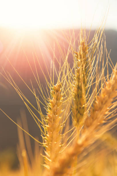 фон созревания ушей лугового пшеничного поля - genetic research rural scene wheat photosynthesis стоковые фото и изображения