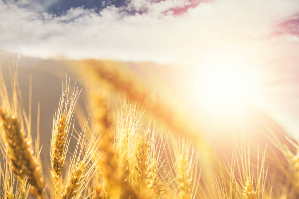 fondo de maduración oídos de campo de trigo del prado - genetic research rural scene wheat photosynthesis fotografías e imágenes de stock