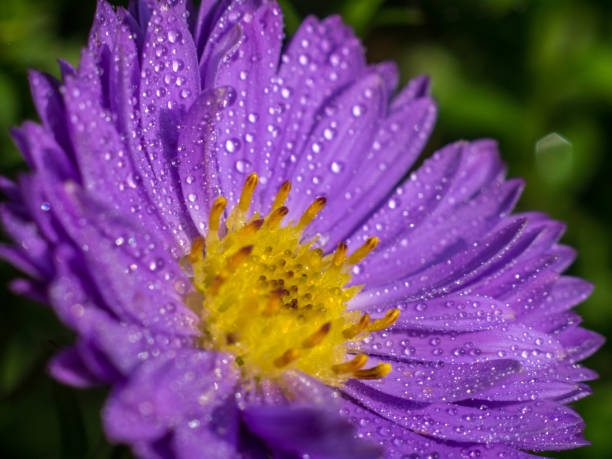istock Flower Head & Petal with Dew Drops 1038777330