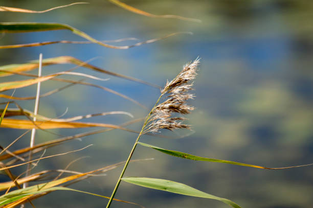istock Nature reserve in Sweden 1038787252