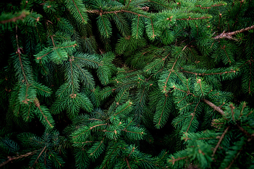 Brunch de Navidad abeto árbol textura de fondo. Brunch de árbol de pino esponjoso de cerca. Verde abeto photo