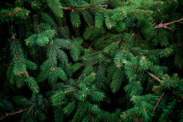 brunch de navidad abeto árbol textura de fondo. brunch de árbol de pino esponjoso de cerca. verde abeto - pino conífera fotos fotografías e imágenes de stock