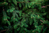 Christmas  Fir tree brunch textured Background. Fluffy pine tree brunch close up. Green spruce