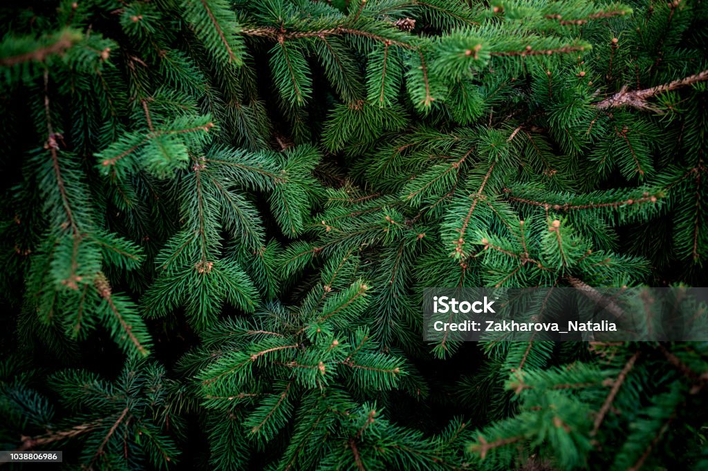 Christmas  Fir tree brunch textured Background. Fluffy pine tree brunch close up. Green spruce Pine Tree Stock Photo