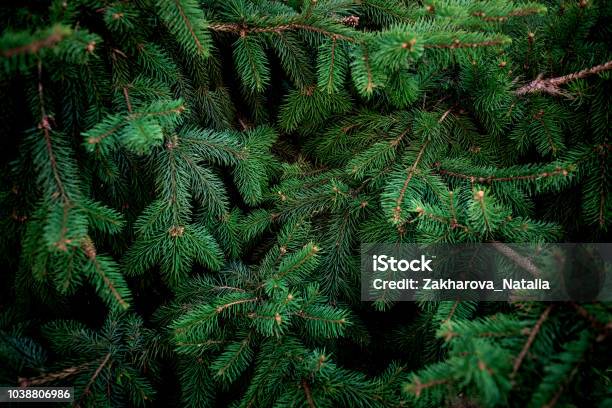 Christmas Fir Tree Brunch Textured Background Fluffy Pine Tree Brunch Close Up Green Spruce Stock Photo - Download Image Now