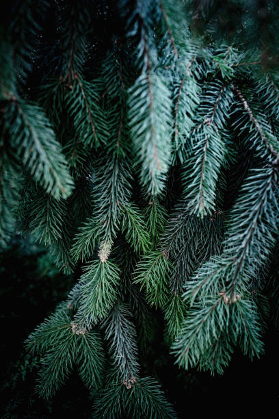 istock Christmas  Background with beautiful green pine tree brunch close up. Copy space.