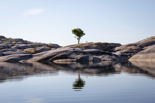 The calm sea reflects a lonely tree growing on an islet under a clear blue summer sky in Stockholm archipelago