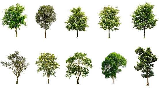 Trees Isolated on a white background, Collection of green trees, Design artwork
