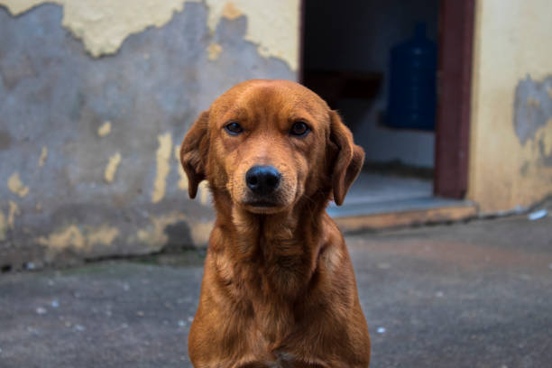 istock Street Dog Portrait 1038845008