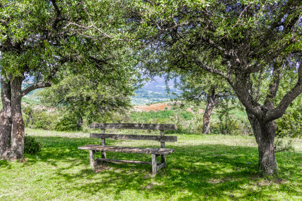 An old wooden bench on a green shady alley in a mountain Greek village.