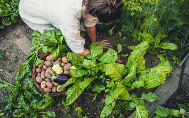 istock Young Woman Harvesting Home Grown Vegetables 1038852062