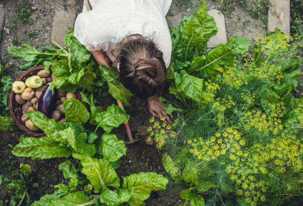istock Young Woman Harvesting Home Grown Vegetables 1038852886