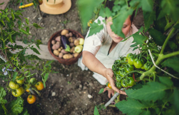 istock Young Woman Harvesting Home Grown Vegetables 1038852926