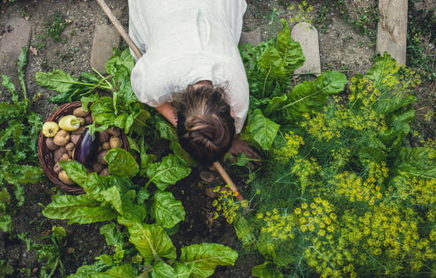 istock Young Woman Harvesting Home Grown Vegetables 1038852946
