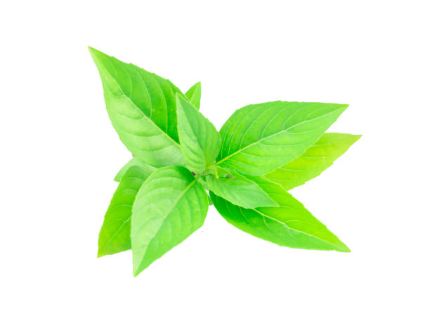istock Fresh Sweet Basil isolated on white background. 1038853748