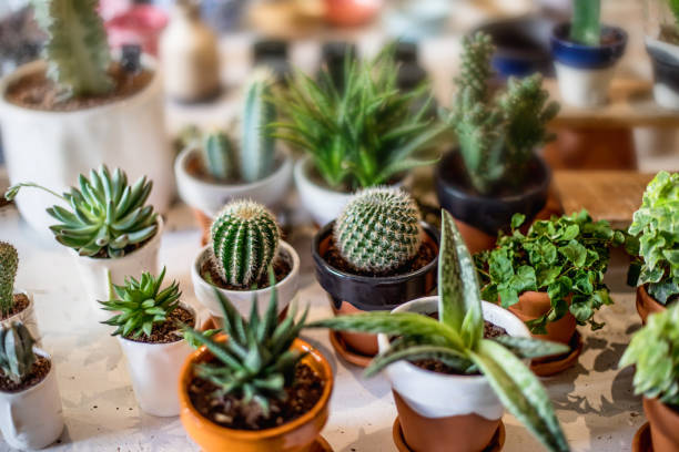 istock House indoor plants collection. Succulent and cactus in different pots on white background 1038853938